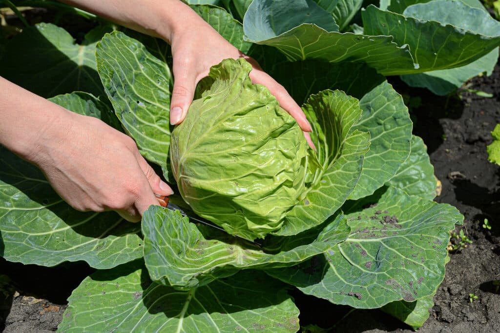 Harvesting a small head of cabbage with a sharp knife. 