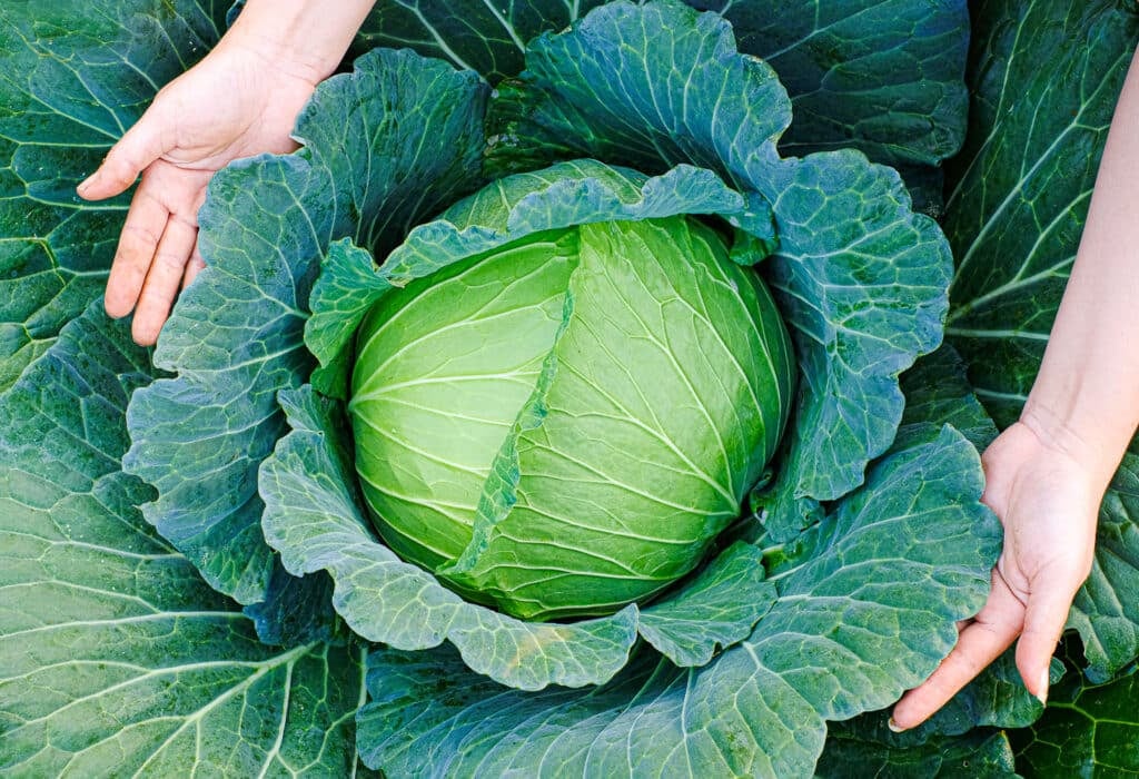Closeup of hands that harvest a green fresh large cabbage maturing heads growing in in the farm field. 