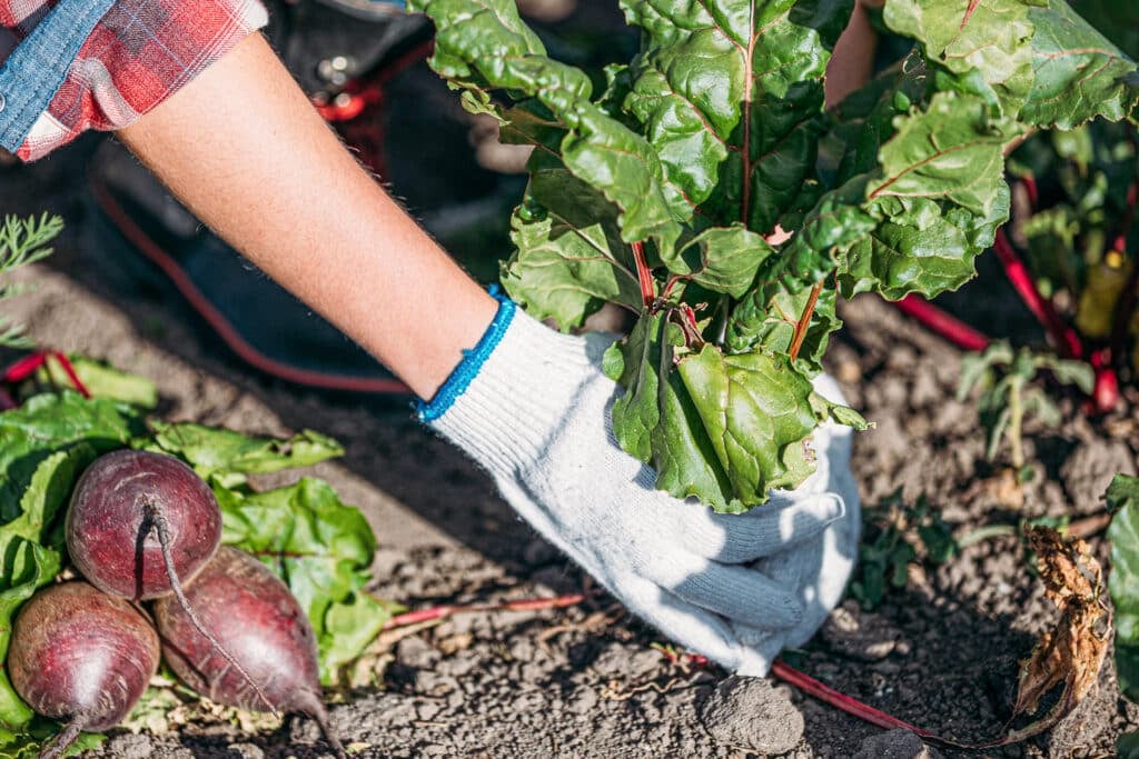 Beets being harvested with two hands to not damage the root.