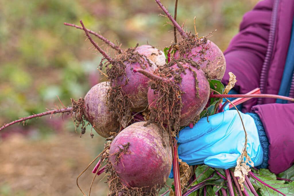 Beet roots recently harvested still with dirt and debris from the garden clinging to the roots and skins.