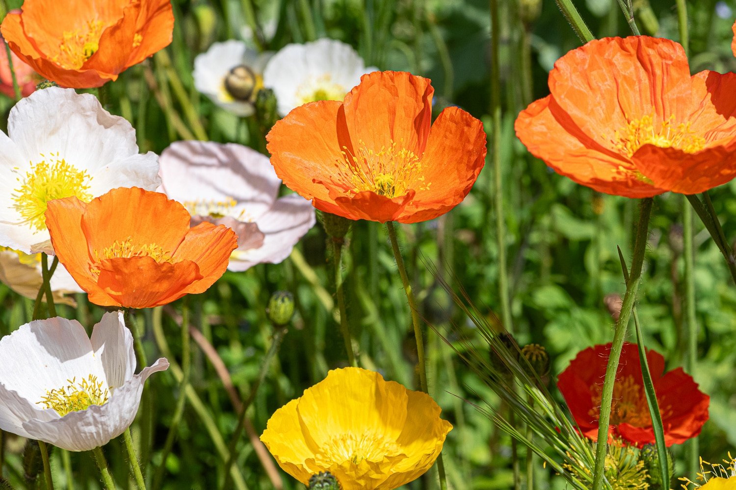 Close up of Icelandic poppies (papaver nudicaule) in bloom.