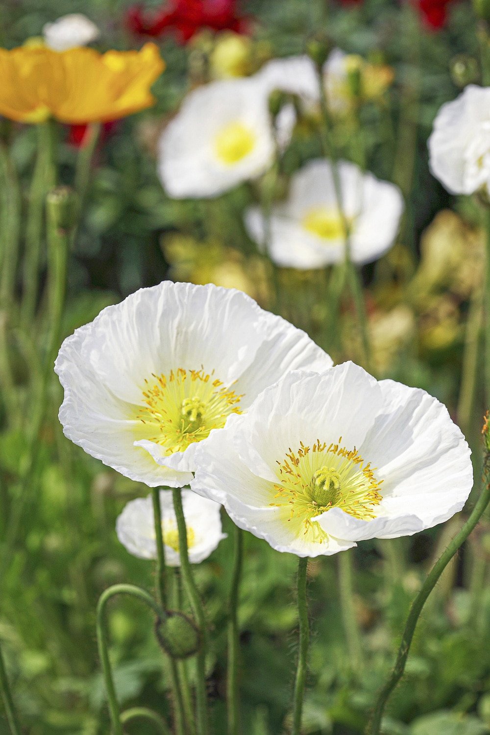 Fully bloomed delicate white iceland poppies in full bloom against dark green foliage.