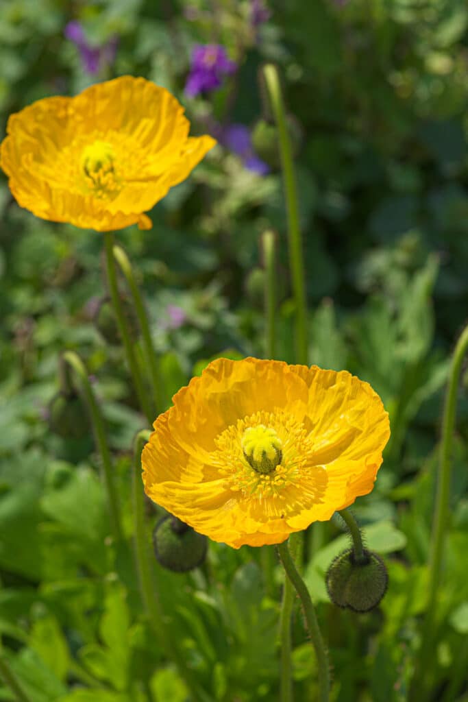Growing Iceland Poppies A Favorite Cut Flower