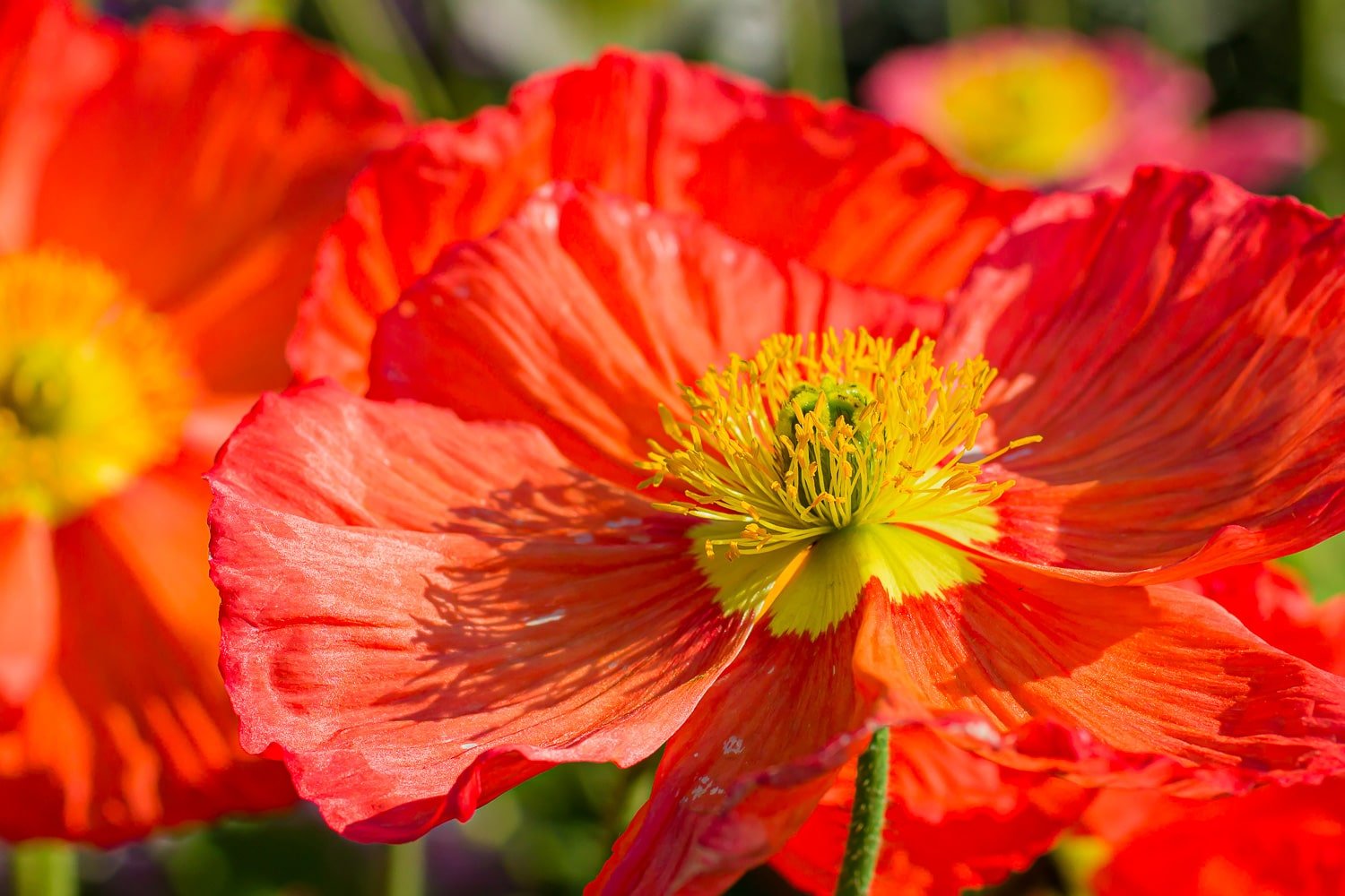 Close up of a red Iceland poppy with yellow centre.