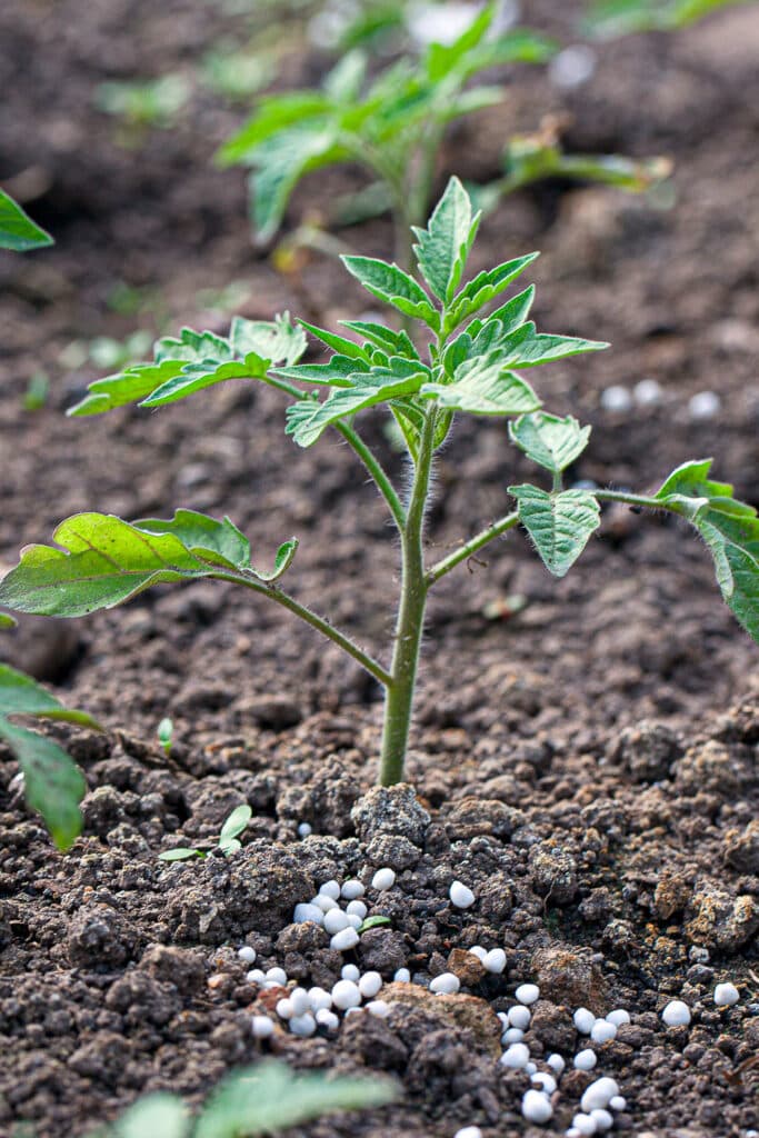 The Best Fertilizer For Tomatoes And Proper Application Tips!