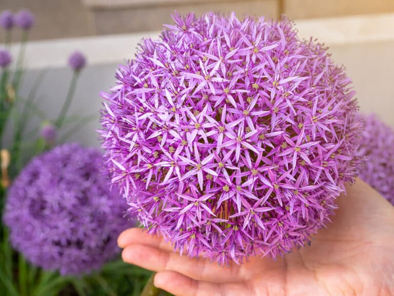 How to Plant and Care For Ornamental Alliums