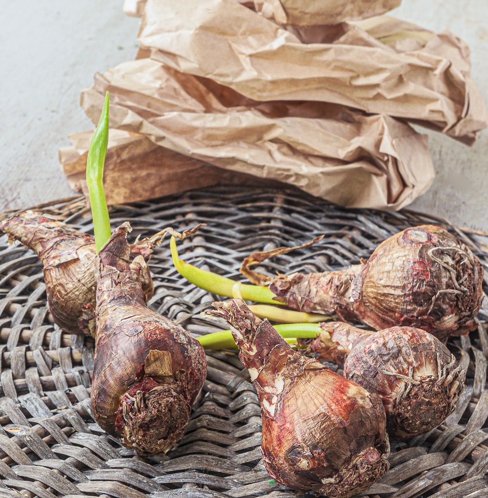 Five amaryllis bulbs on a grey wicker plate with a crumpled paperbag in the background.