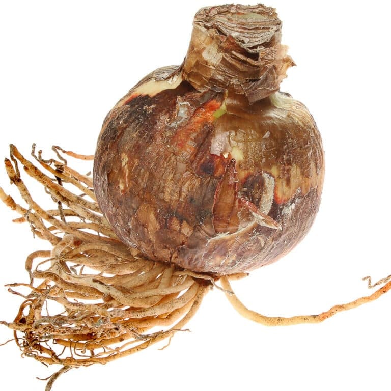 Storing Amaryllis Bulbs for Years of Repeat Blooms