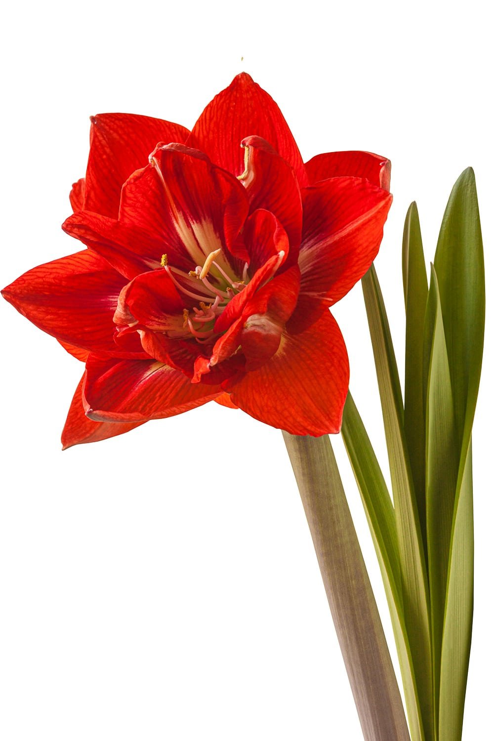 Blooming red hippeastrum (amaryllis) Double Galaxy Group "Happy Nymph".