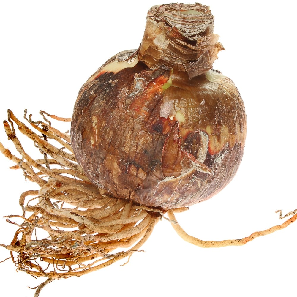 A clean and healthy amaryllis bulb ready for storage.