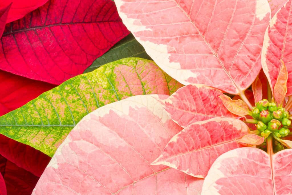 How Long Do Poinsettias Last Poinsettia Care Tips