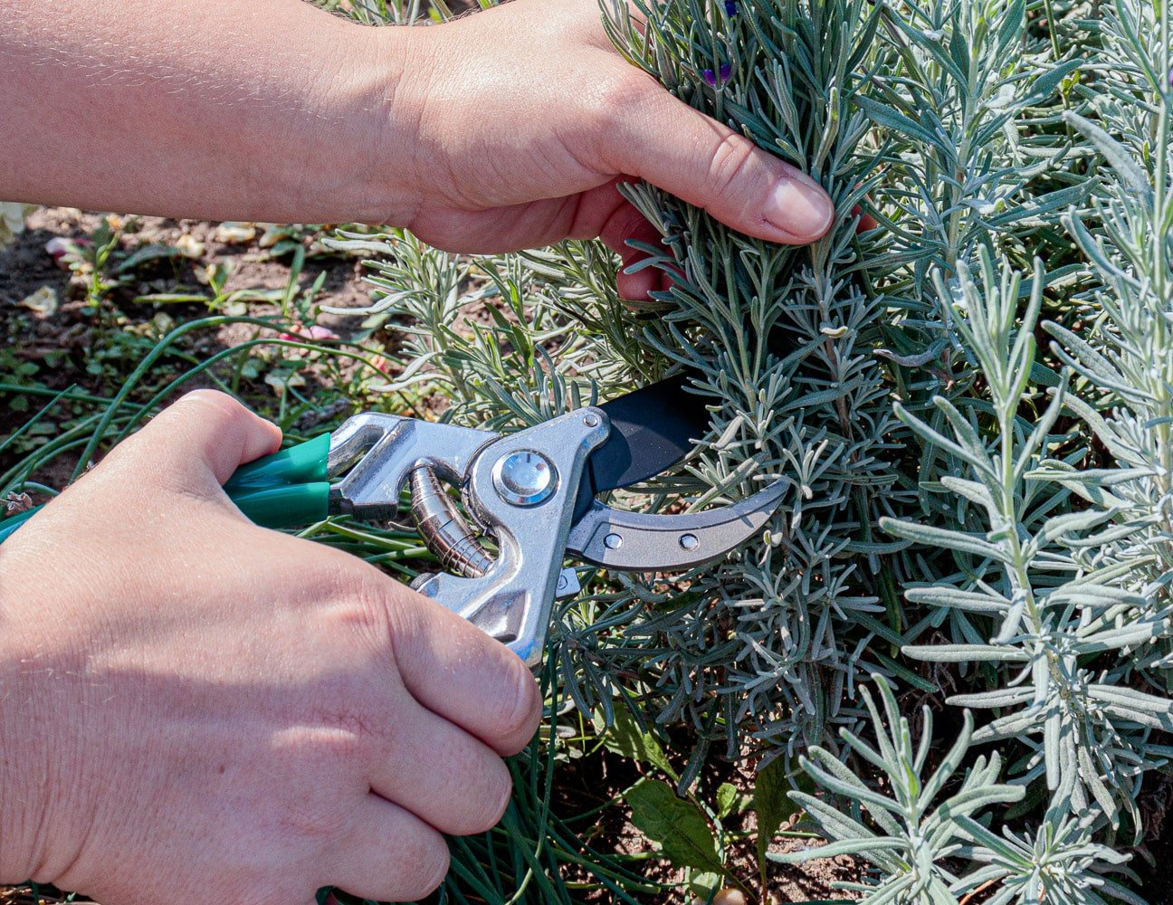 How To Prune Lavender The Tips You Need For Healthy Plants