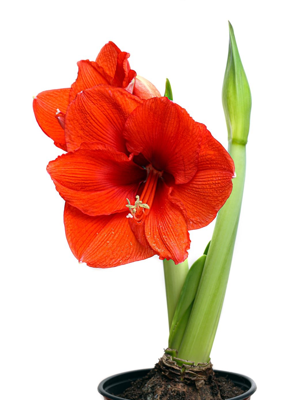 Rebloomed amaryllis in a small pot against a bright white background. Flowers are vibrant orange red.