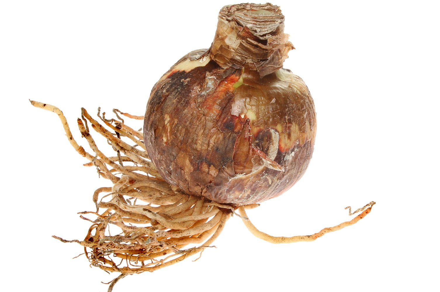 Healthy amaryllis bulb ready for replanting and reblooming.