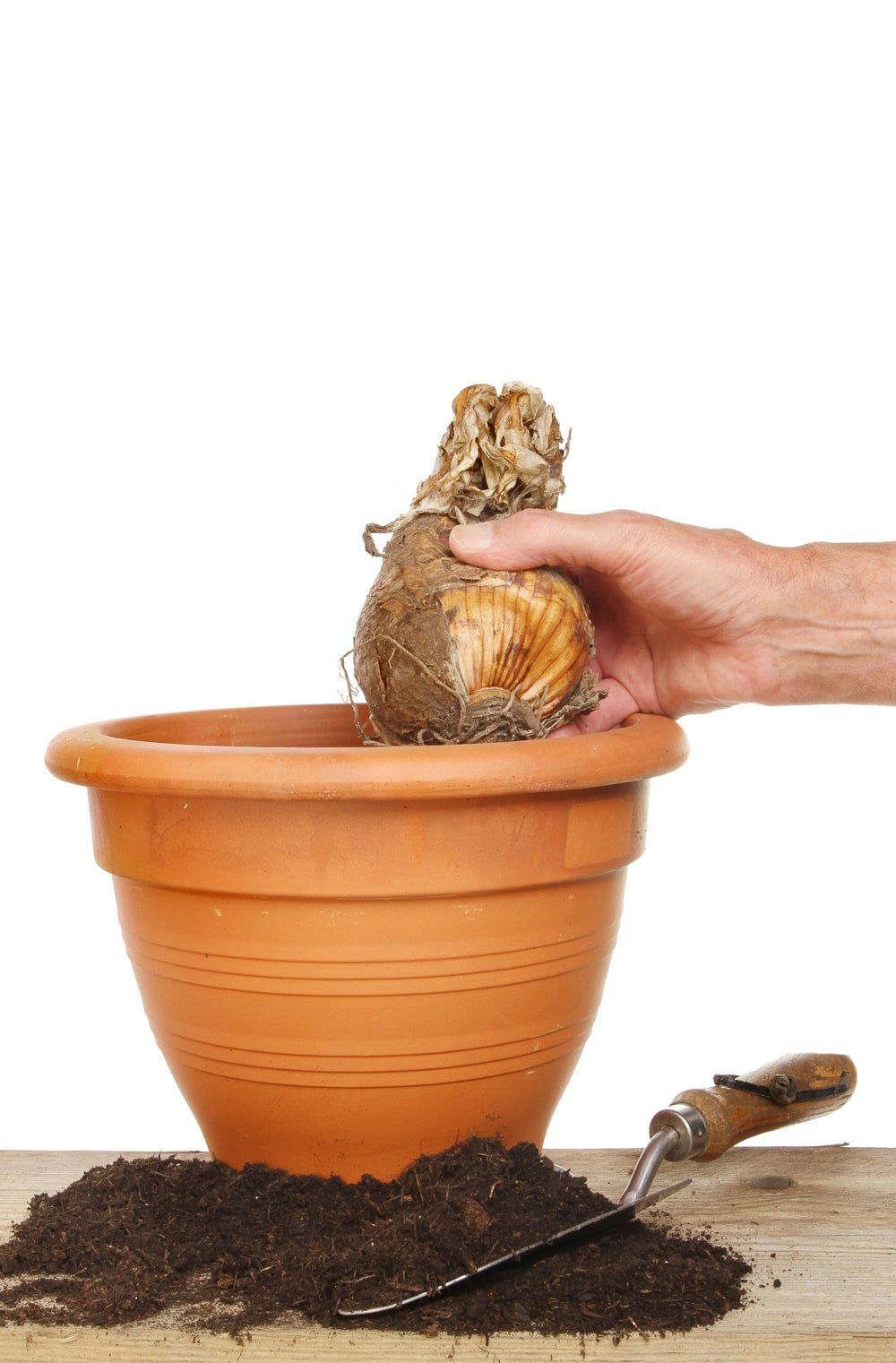 Hand planting a bulb into a terracotta pot on a potting bench against a white background.