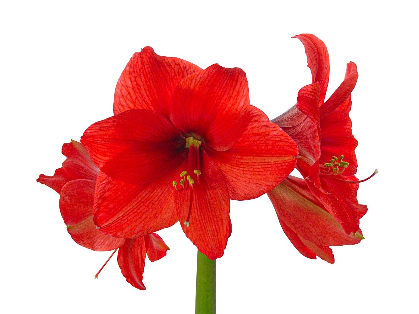 Nice reblooming red amaryllis on a white background.