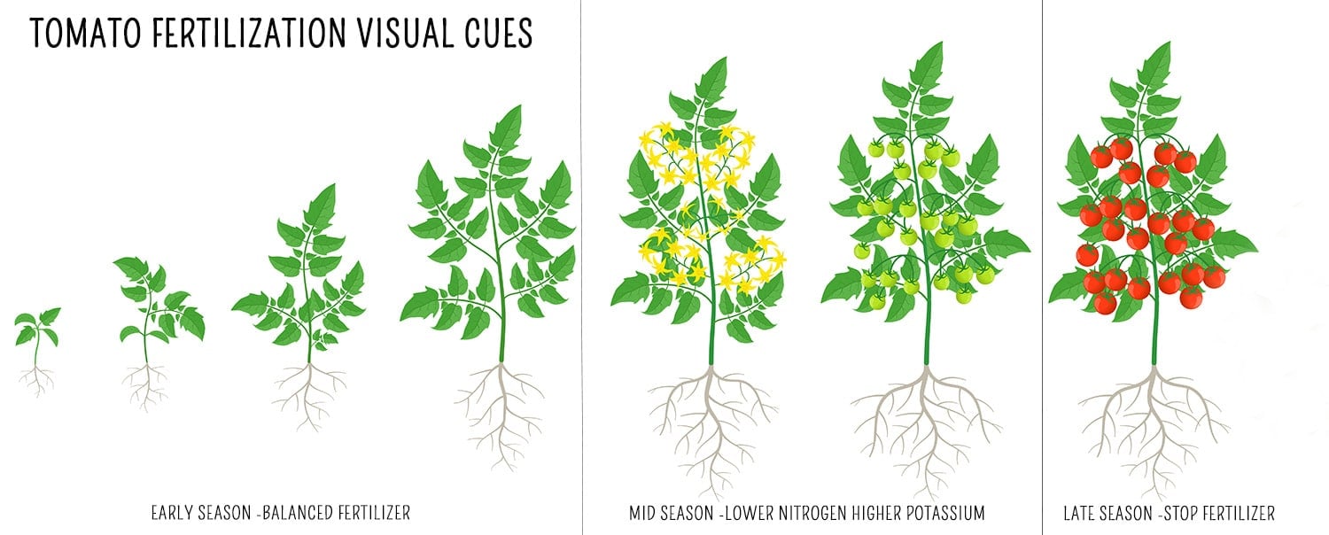 An illustration of tomato plants in different stages of development. The image is broken down into early, mid and late stages with instructions for fertilization in each stage, as described above.