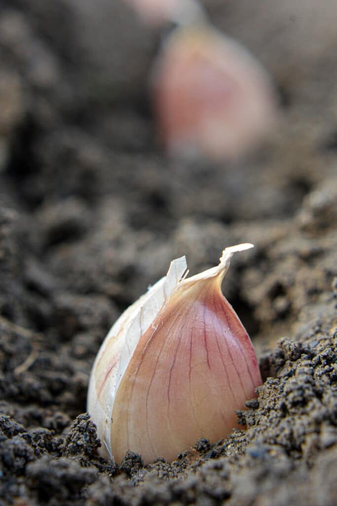 Garlic clove being planted in soil.
