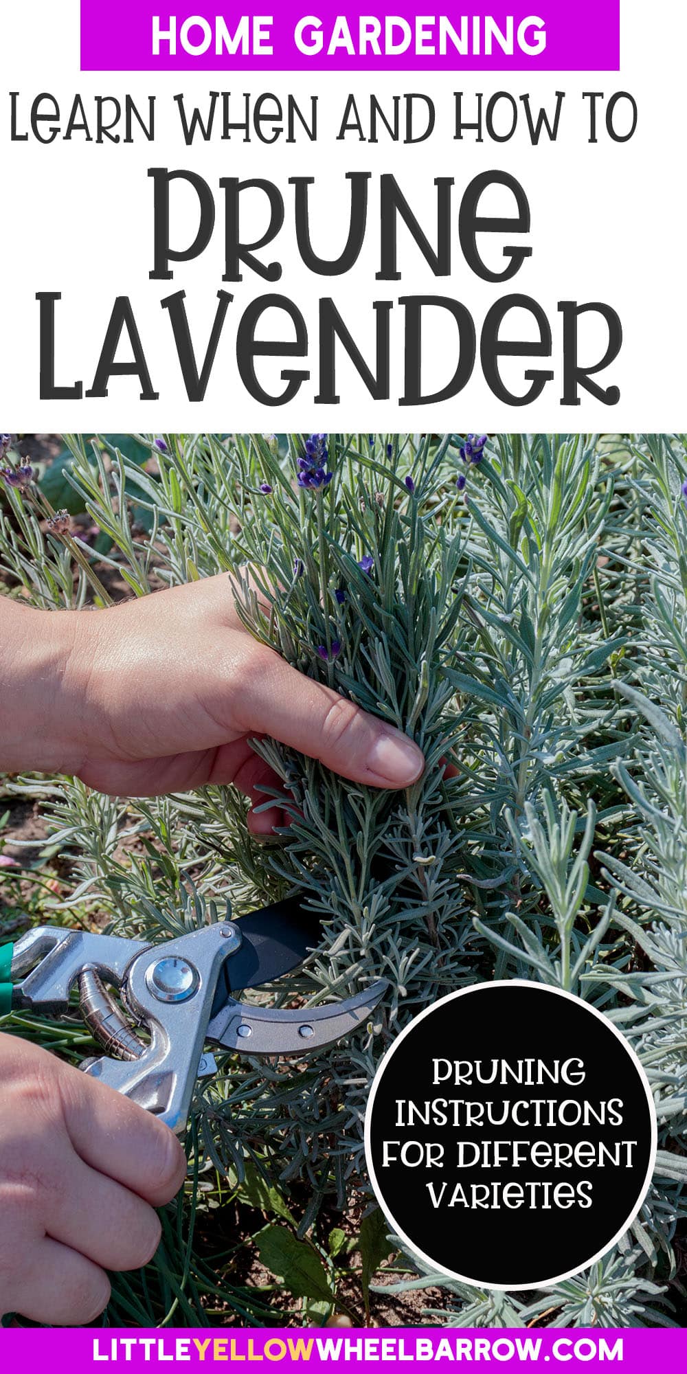 How To Prune Lavender The Tips You Need For Healthy Plants