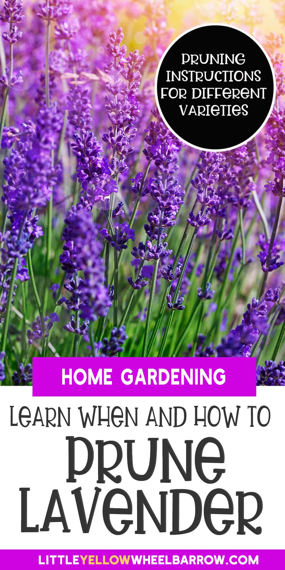 How To Prune Lavender The Tips You Need For Healthy Plants