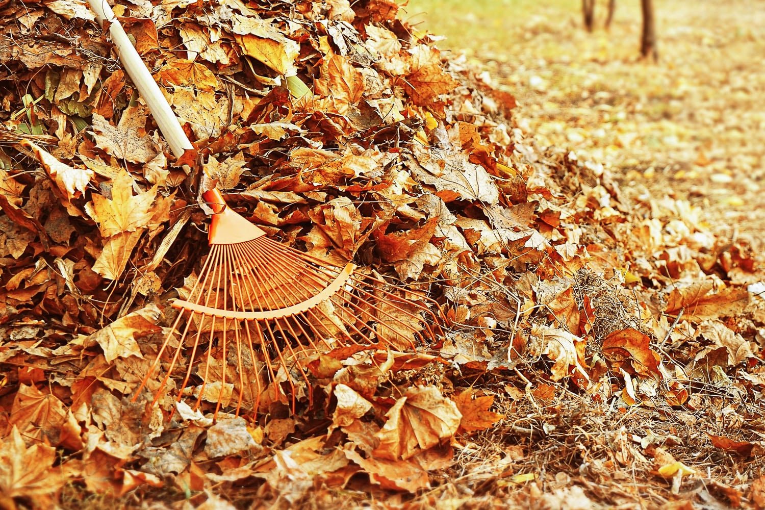 Raking up leaves in the fall to winterize a garden.
