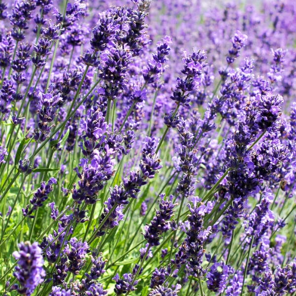 Winterizing Lavender Plants Expert Tips For Plant Protection