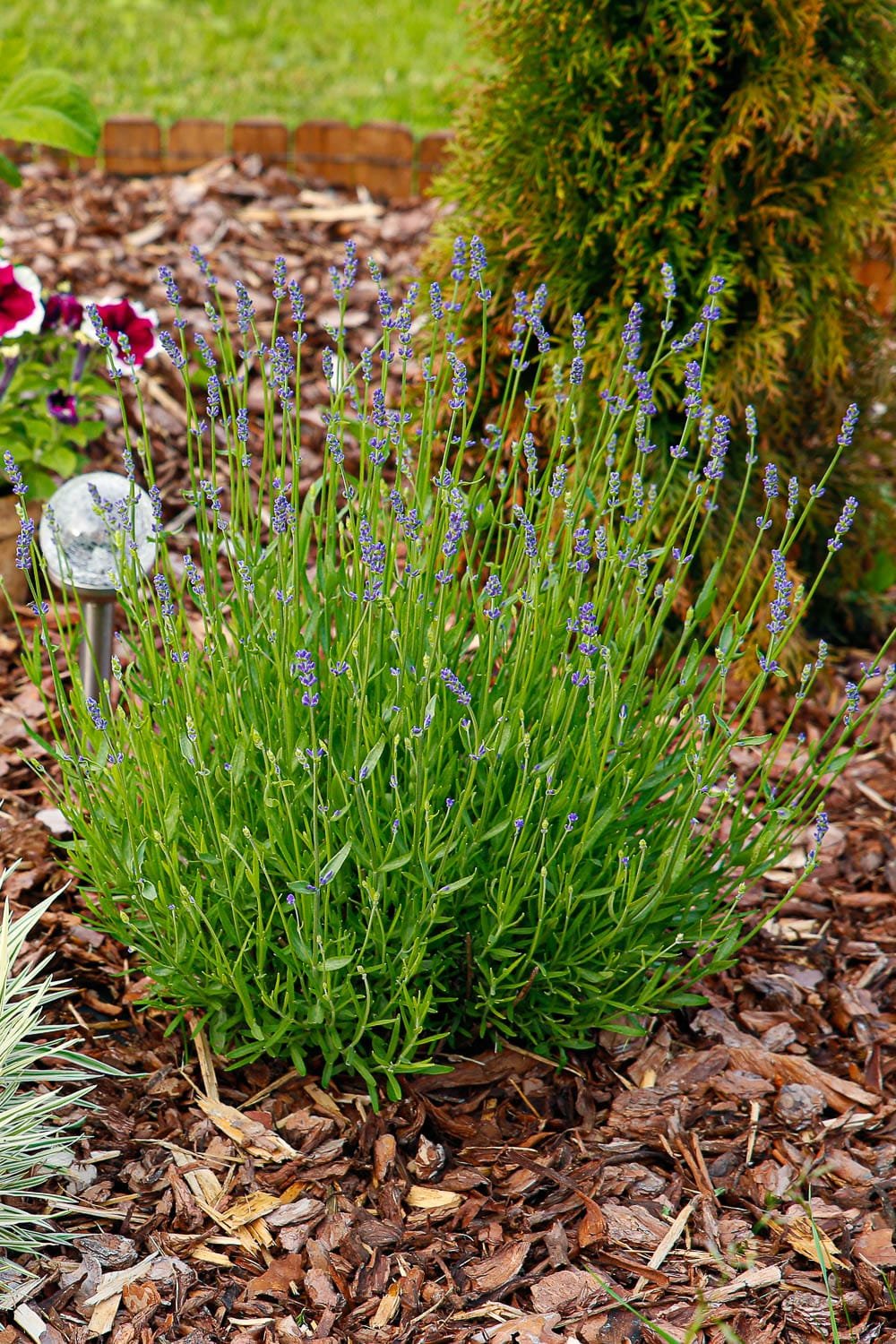 Winterizing lavender with lots of bulk mulch around the base of the plant.