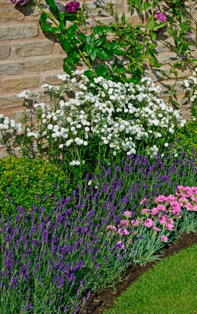 Winterizing Lavender Plants Expert Tips For Plant Protection
