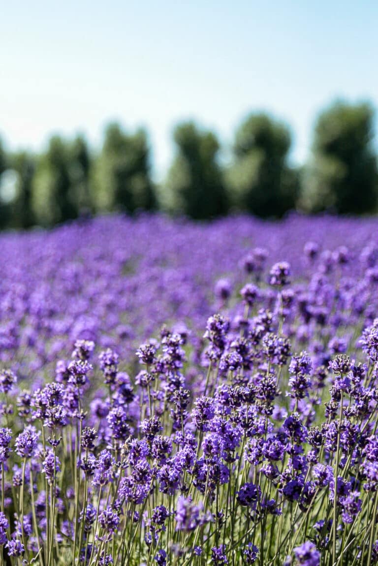 Does Lavender Spread and Need To Be Divided?