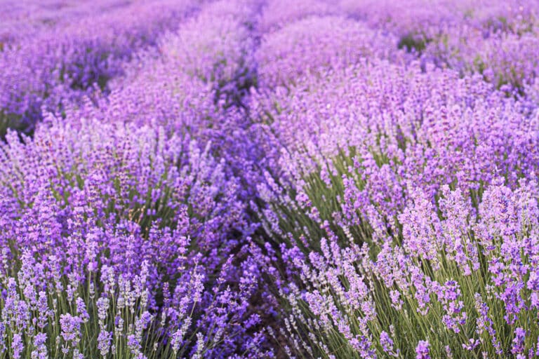 Does Lavender Spread and Need To Be Divided?