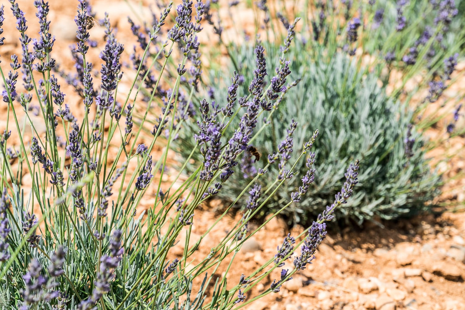 Does Lavender Spread and Need To Be Divided?