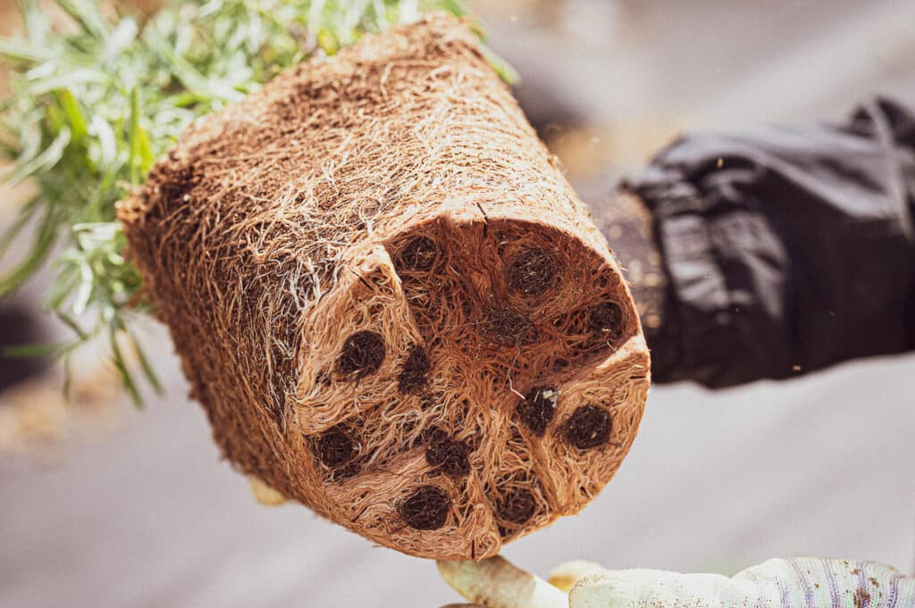 Does Lavender Spread and Need To Be Divided?