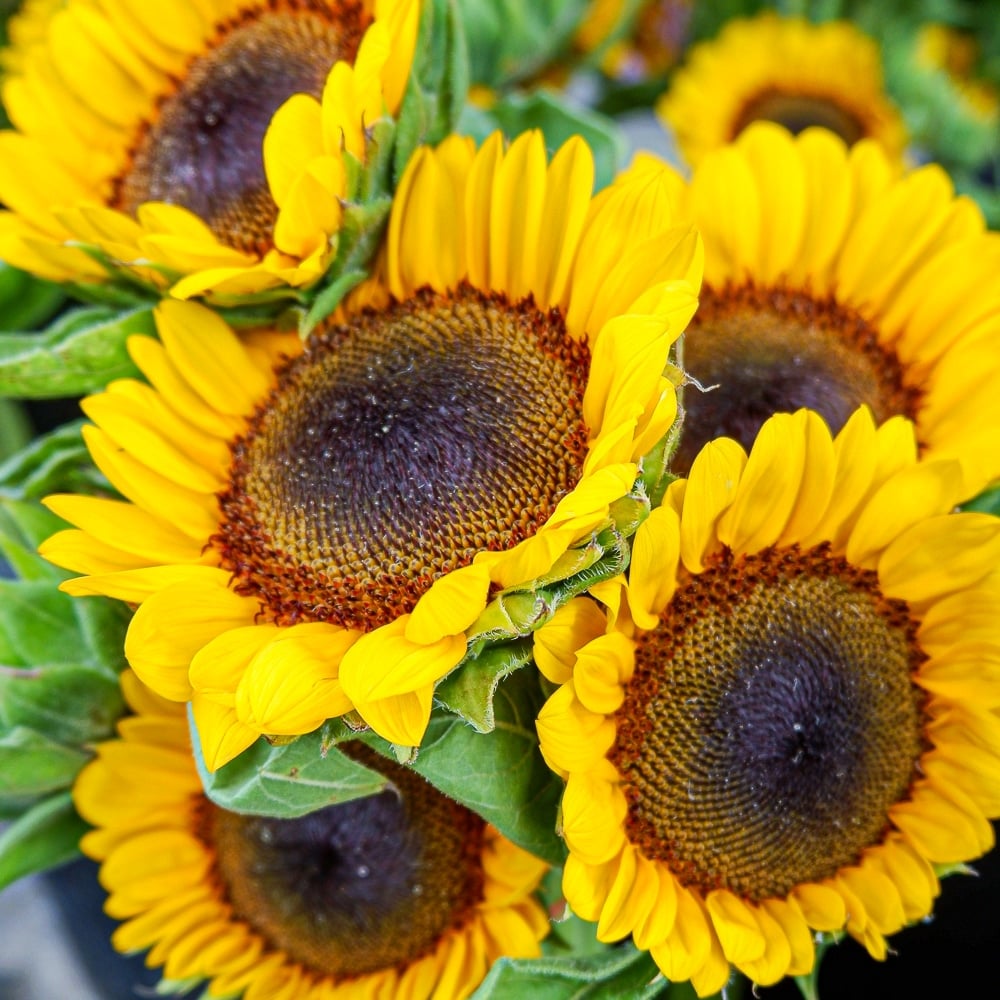"Big Smile" dwarf sunflower in full bloom.