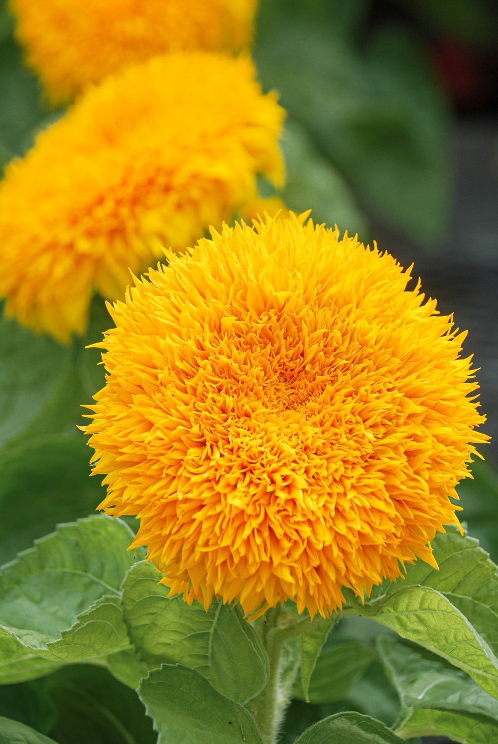Dwarf Sunflowers:  Big Impact In a Small Package