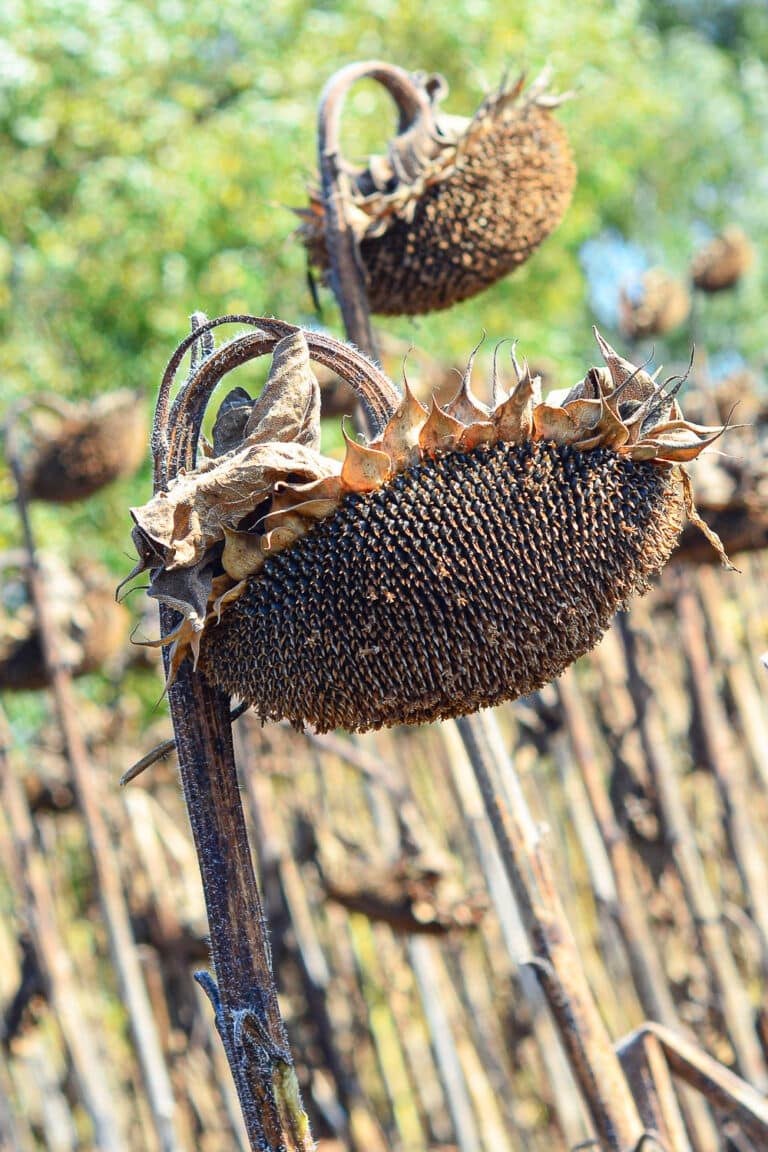 How to Harvest Sunflower Seeds