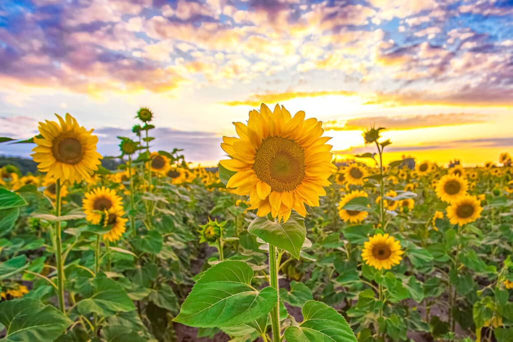 How Long Do Sunflowers Take To Grow?