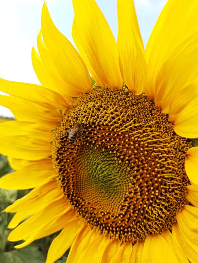 How Long Do Sunflowers Take To Grow?