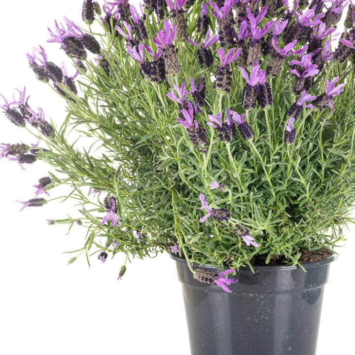 Instruction Card: Growing Lavender in Pots