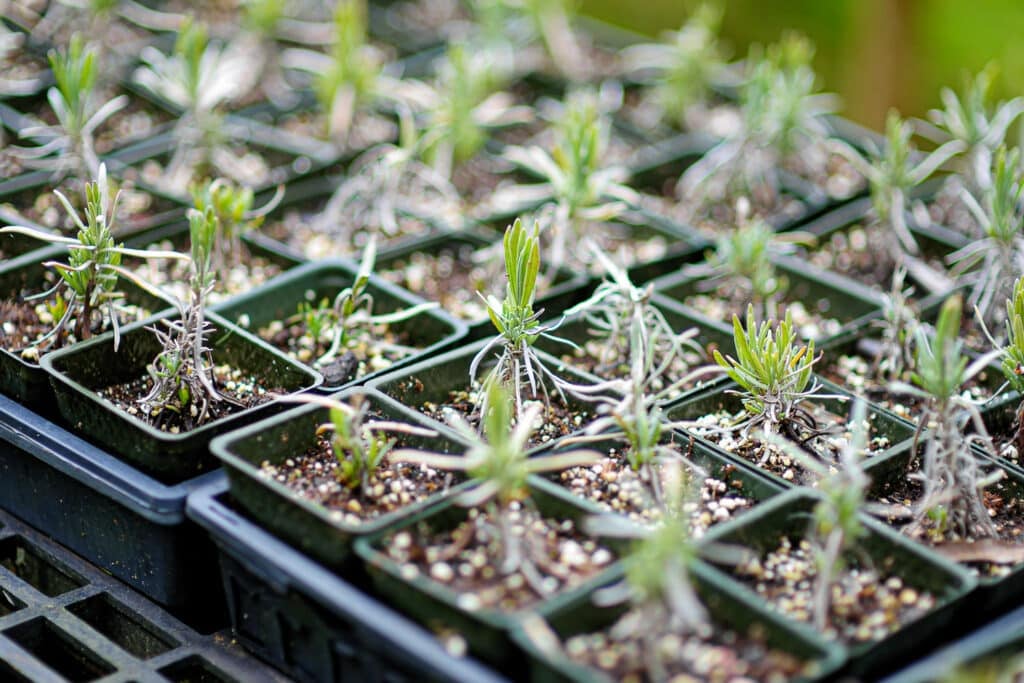 Lavender seedlings in a starter tray.