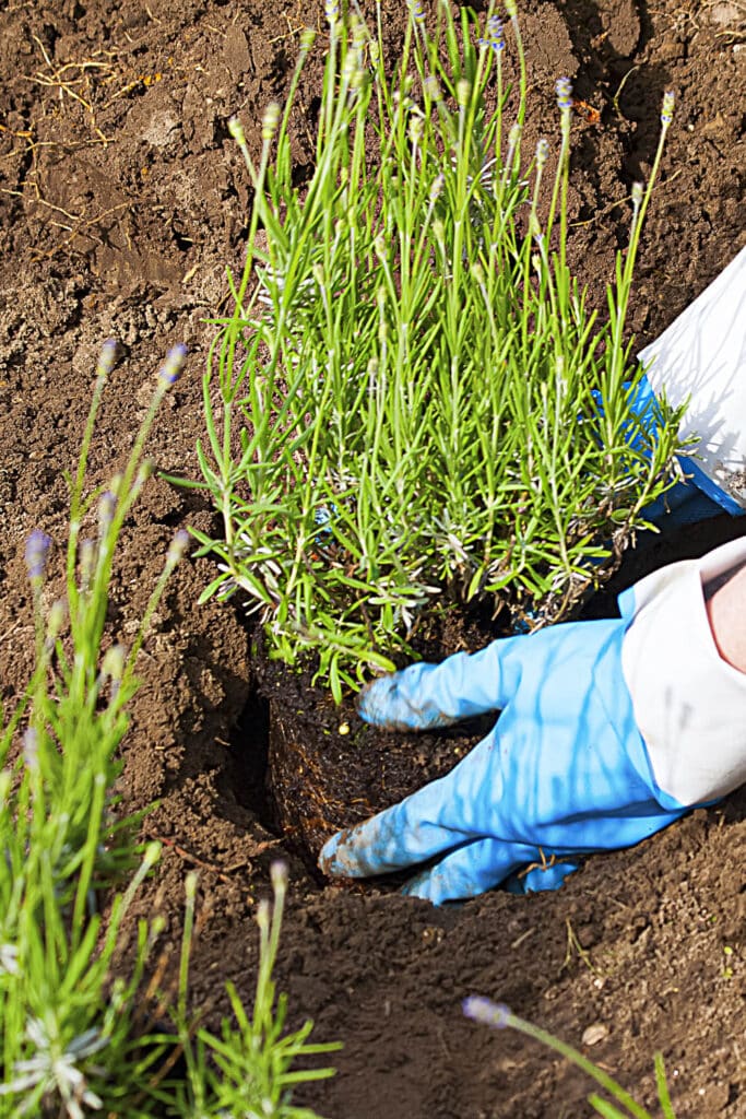 How To Grow Lavender From Seeds for Outdoor Transplant