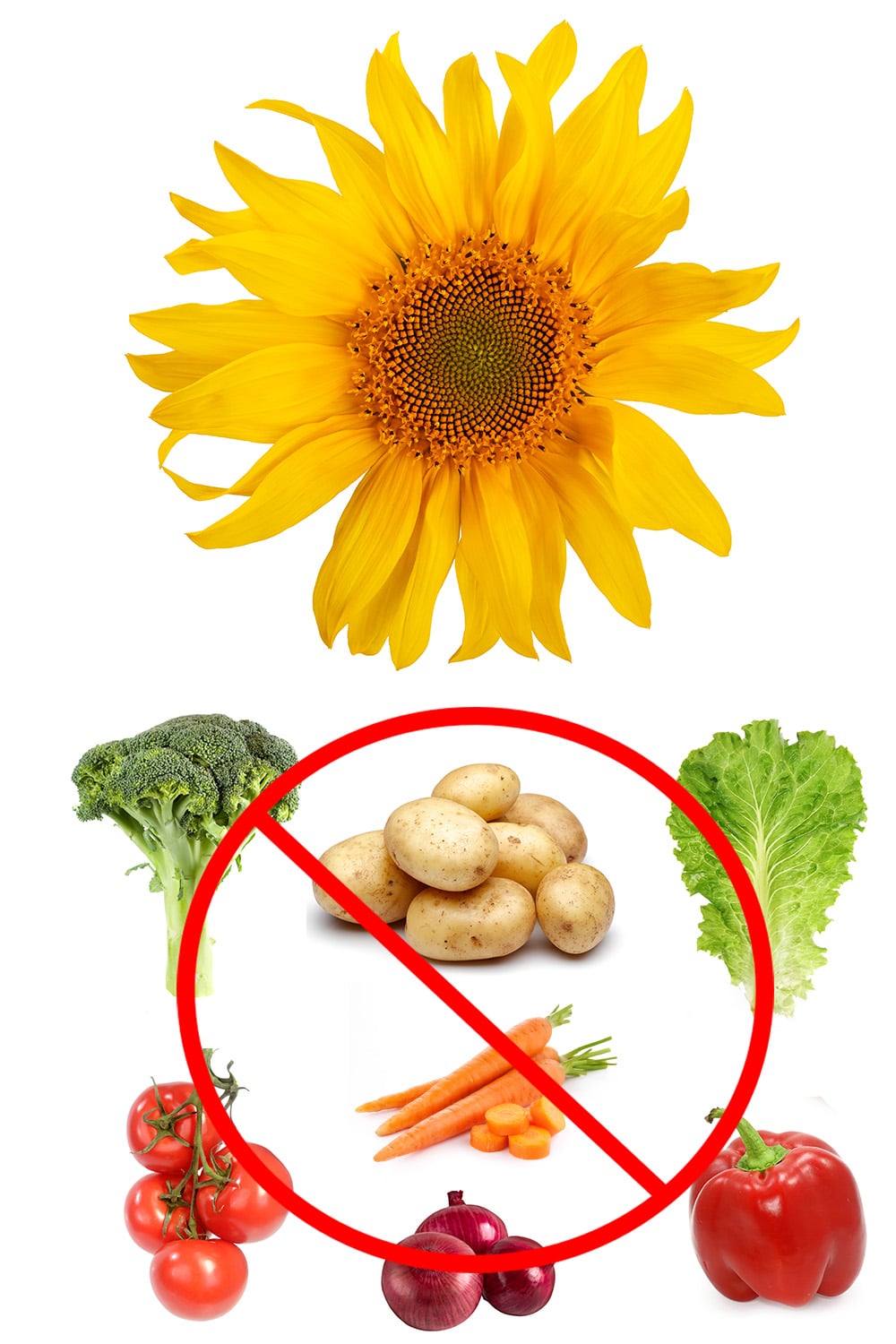 Sunflower Companion Plants For a Beautiful Garden