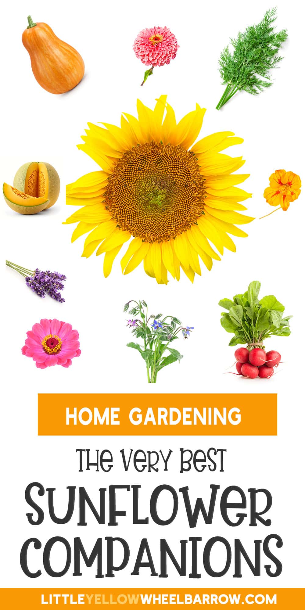 Sunflower Companion Plants The Best and Worst