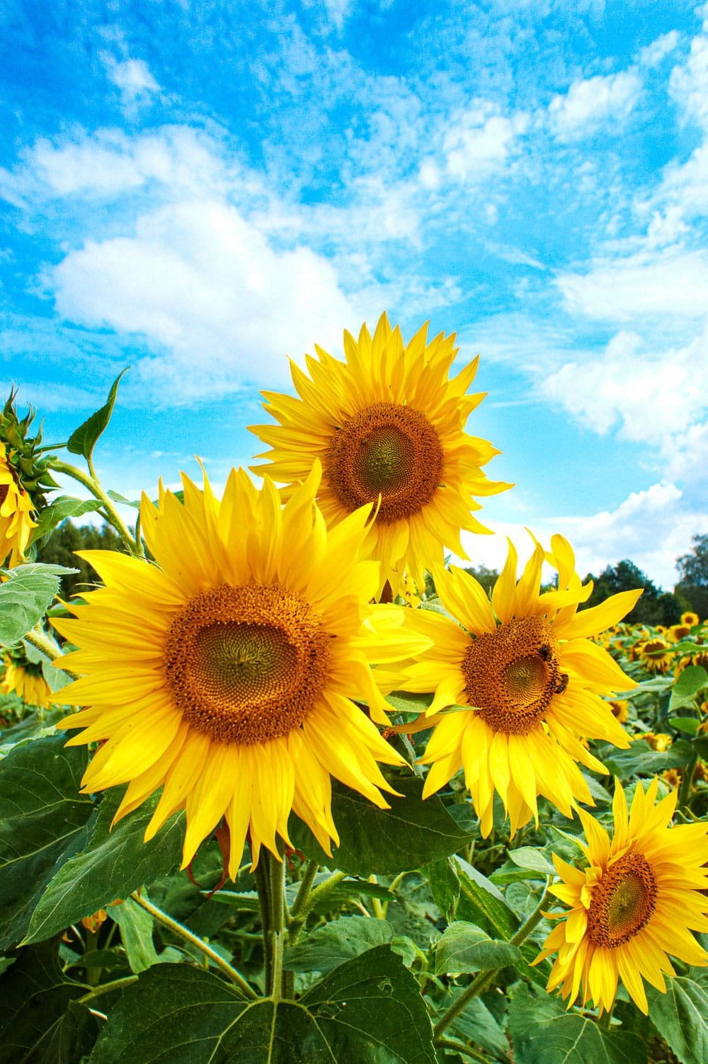 Sunflower Growth Stages – A Complete Guide