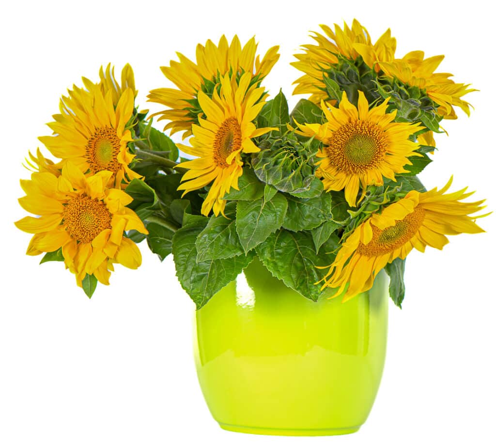 Growing Sunflowers in Pots With Variety