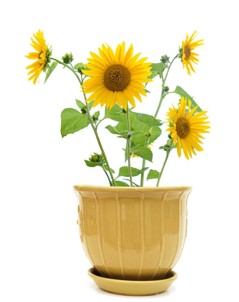 Growing Sunflowers in Pots – With Variety Recommendations