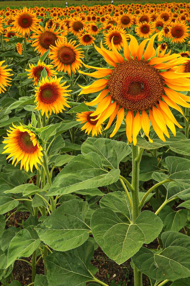 Grow The Tallest Sunflowers With Our Expert