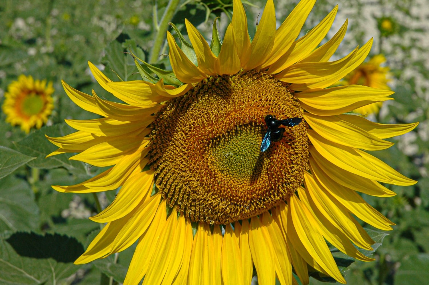 Grow The Tallest Sunflowers With Our Expert