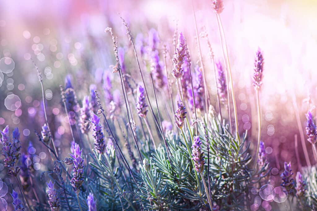Lavender field in bloom with lots of light effects.