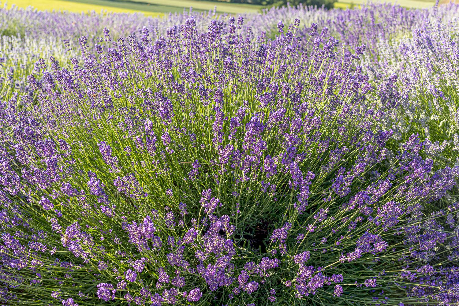 When Does Lavender Bloom? How Can I Extend Flowering?