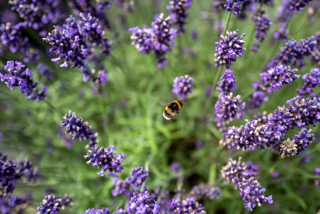 When Does Lavender Bloom? How Can I Extend Flowering?